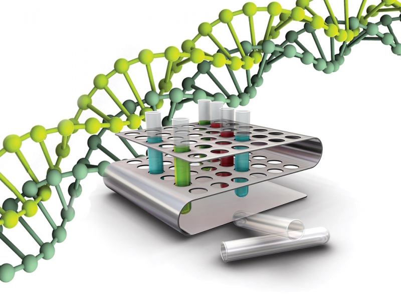 клонирование фрагмента молекулы ДНК