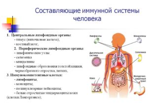 Составляющие иммунной системы человека